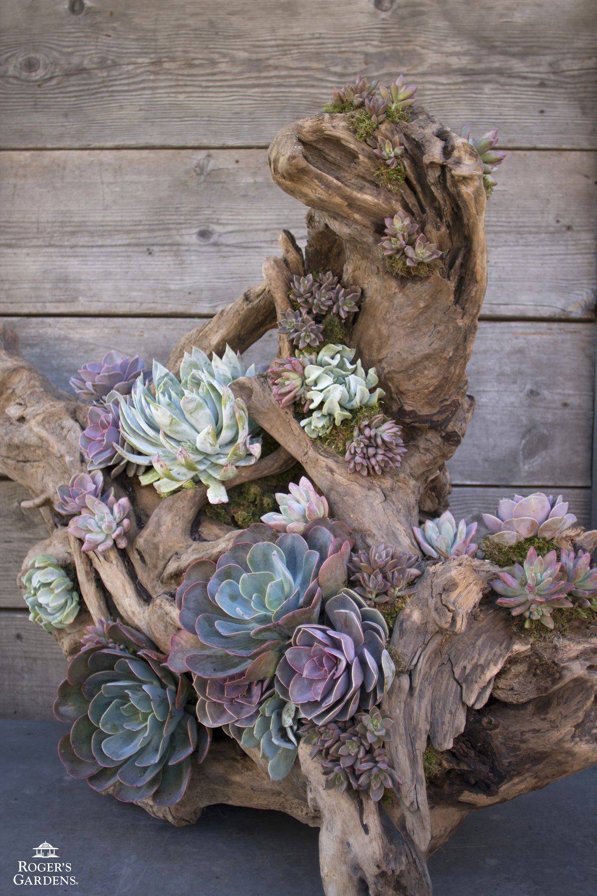 An Outdoor Succulent Garden