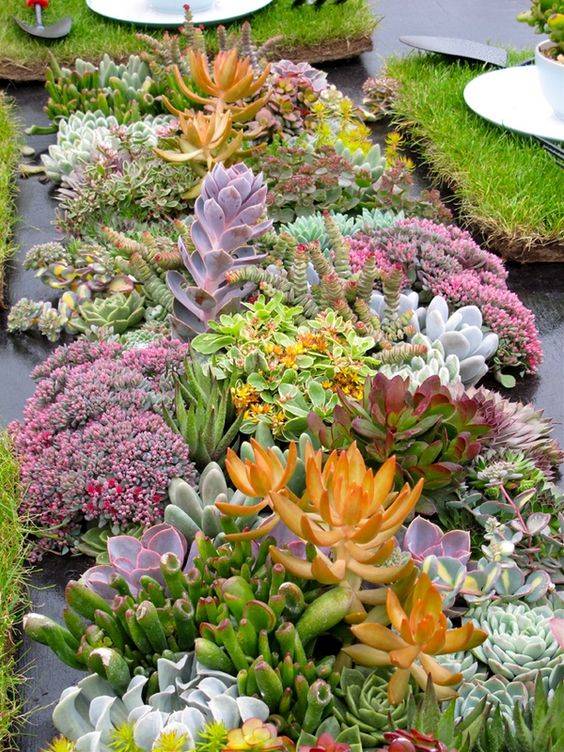 Rock And Succulent Garden Ideas Photograph