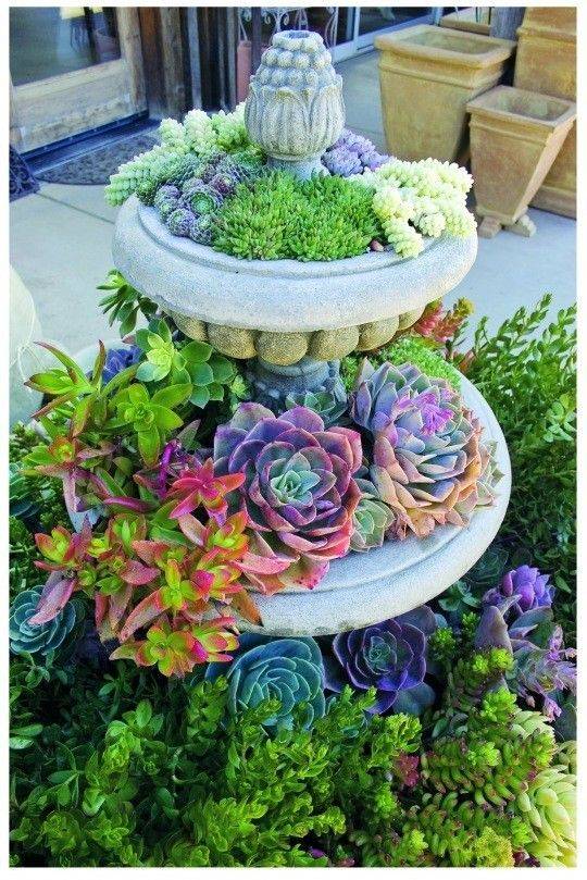 Succulents Using Interesting Containers