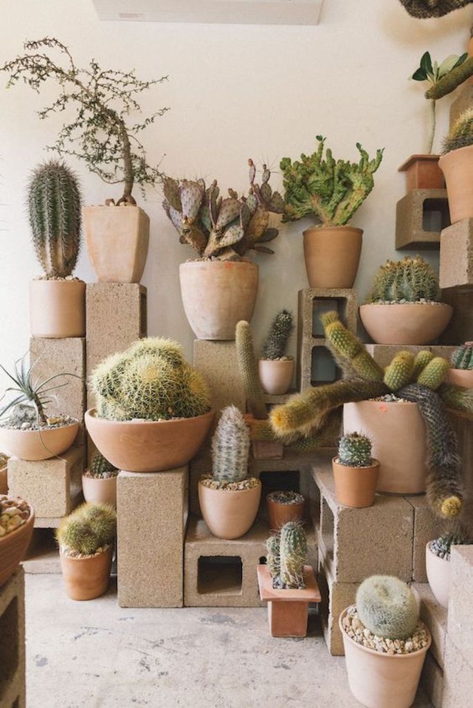 Succulents Jihanshanum