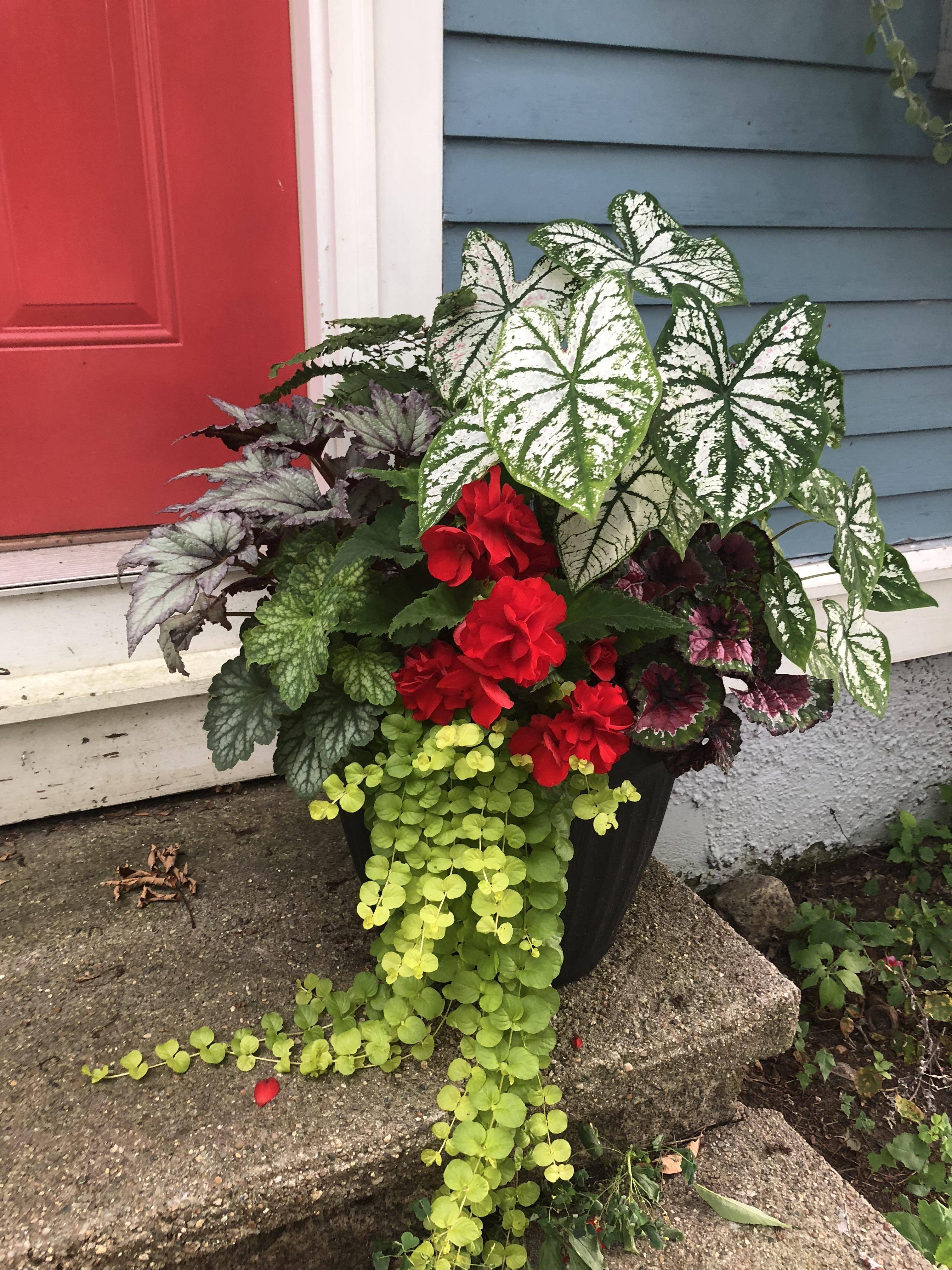 Stylish Colorful Shade Garden Pots Ideas