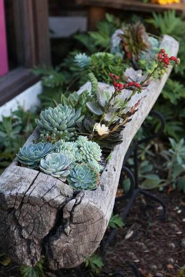 Succulent Garden Ideas
