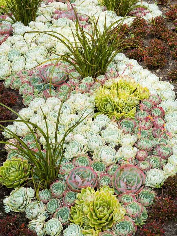 Astonishing Front Yard Succulent Garden Ideas You Have To Know
