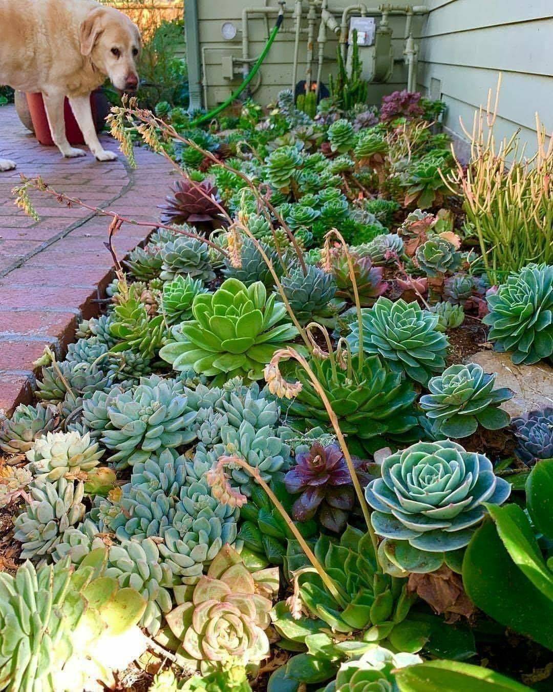 Awesome Succulent Front Yard Landscaping Ideas Magzhouse