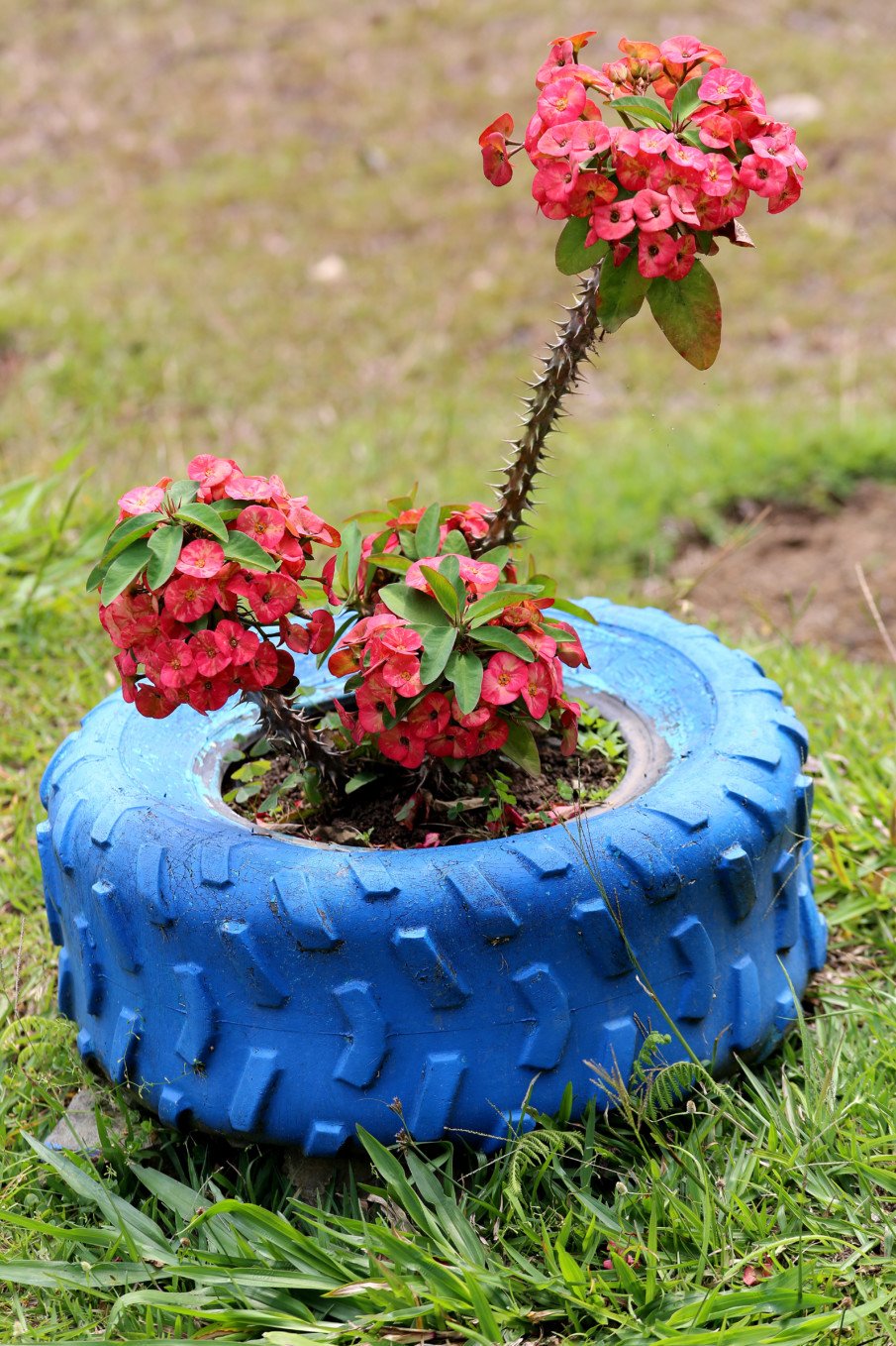 Painted Tire Planters