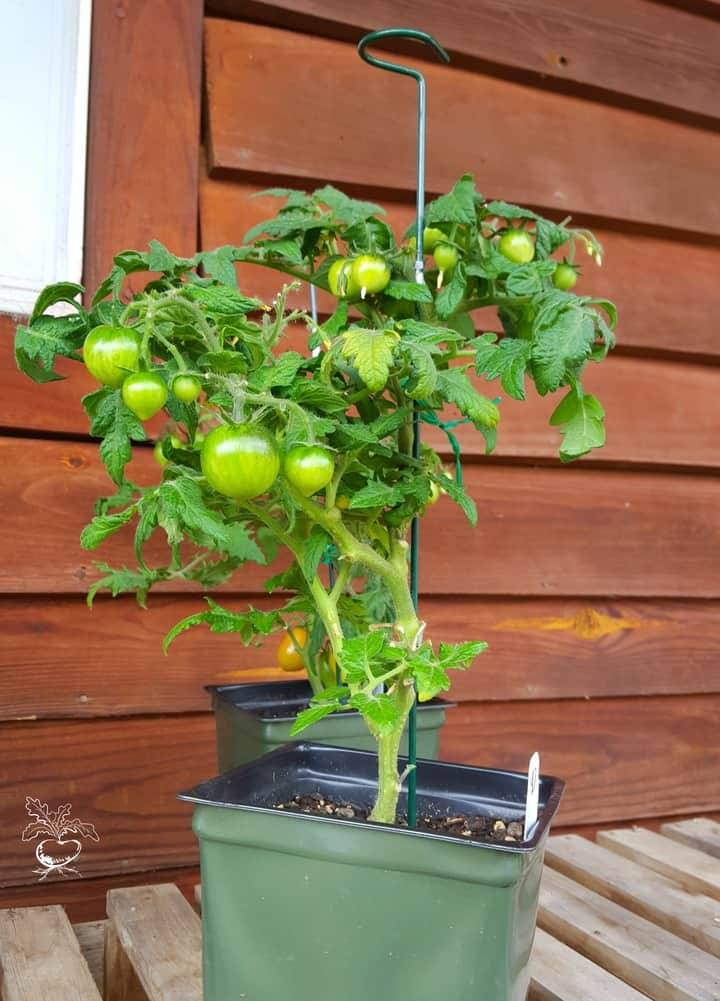 Cute Easy Hanging Garden Ideas Simphome