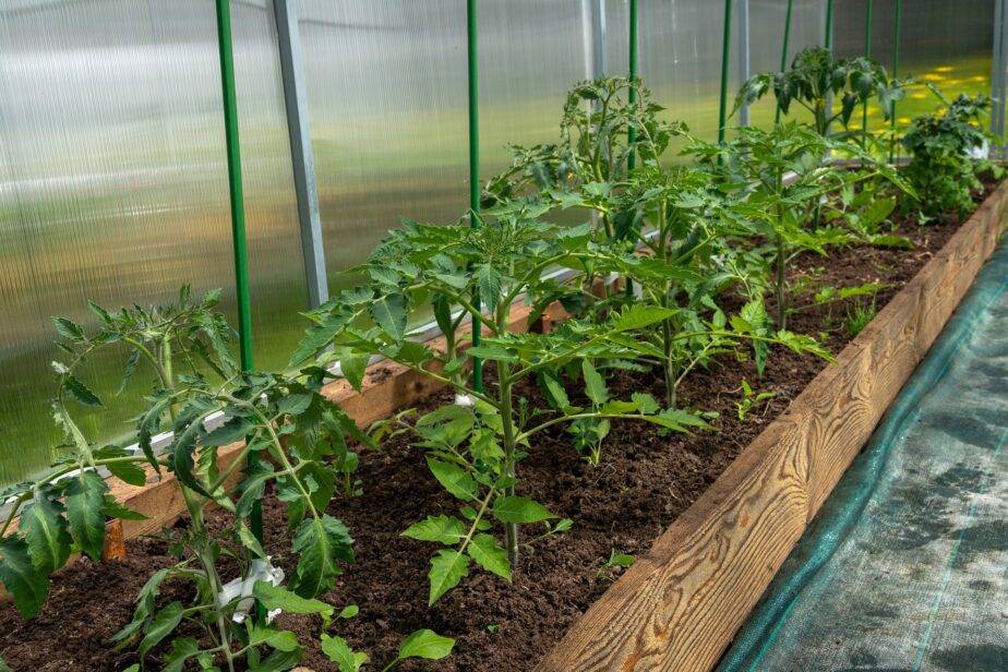 Tomato Garden Ideas Simphome