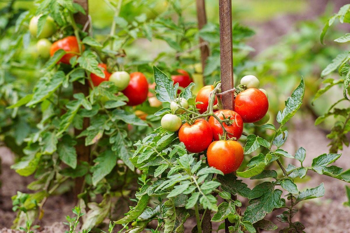 Amish Gardening Tips