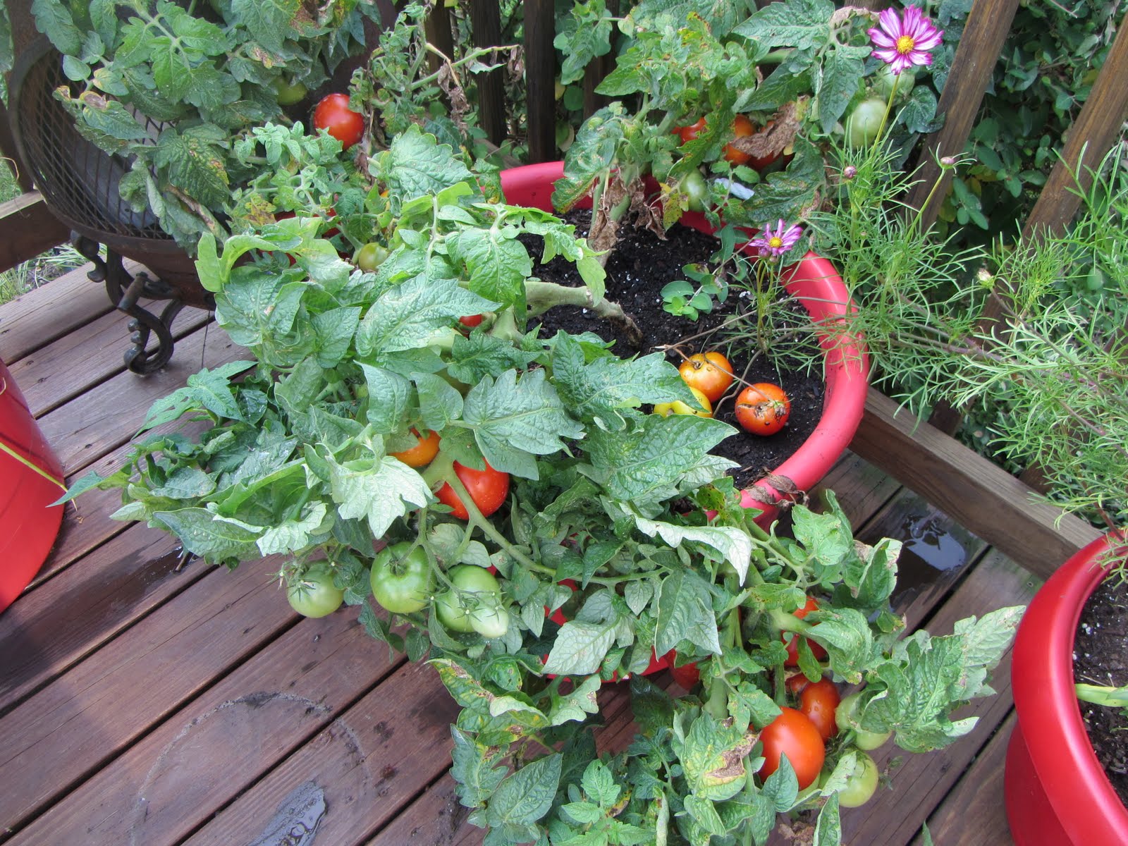 Growing Tomatoes Ingredient Guide