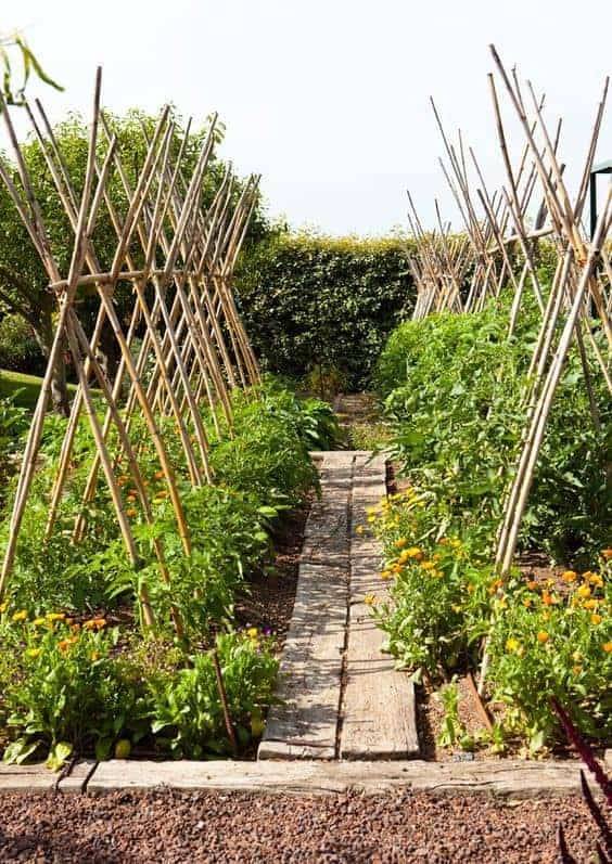 A Tomato Container Garden Gardening Forum
