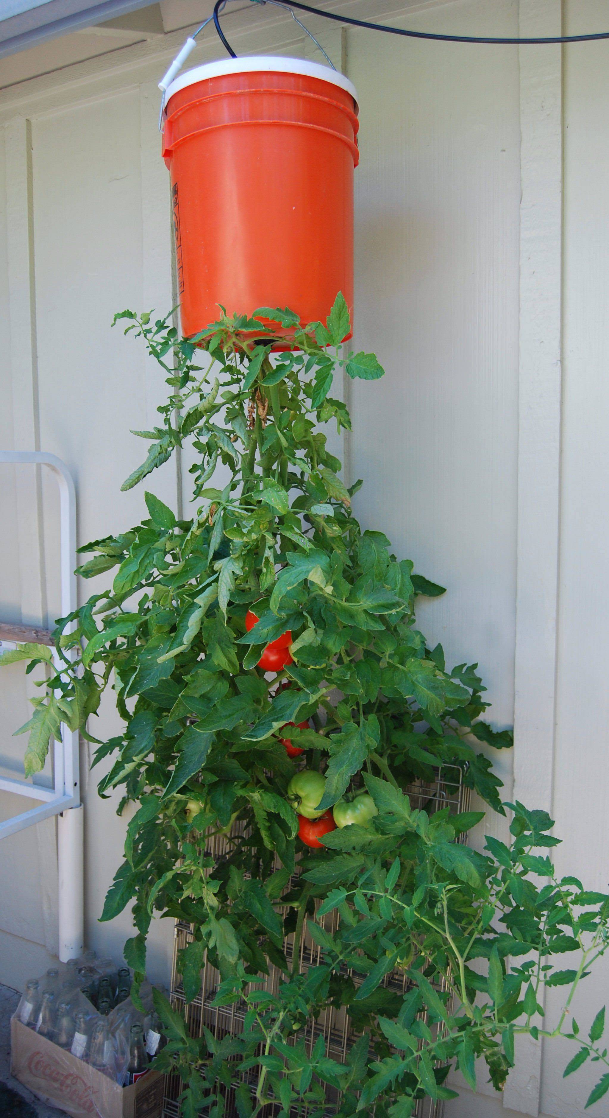Fall Tomato Plants Gardening Tips
