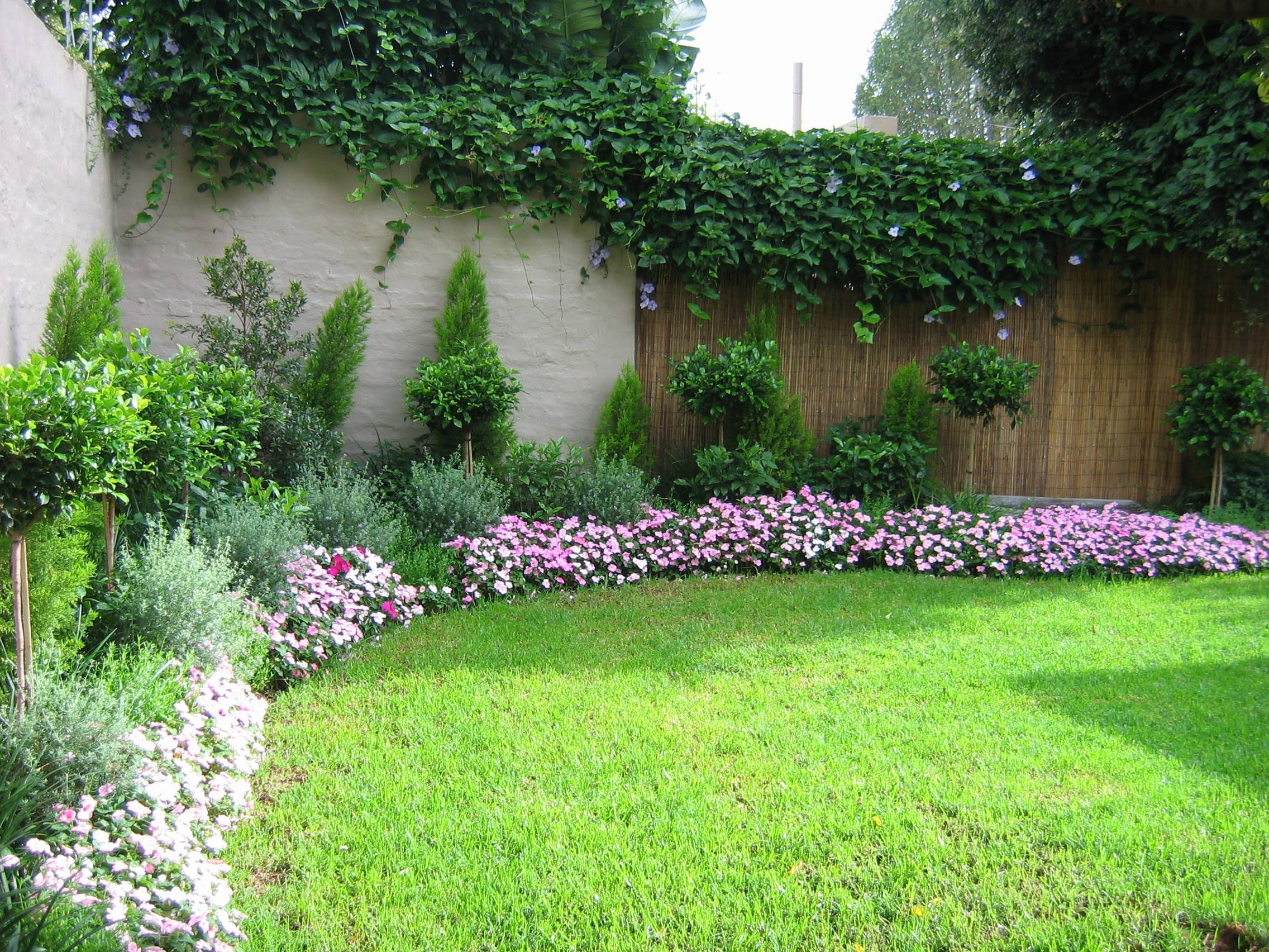 Small Evergreen Perennials Uk Garden Design Ideas