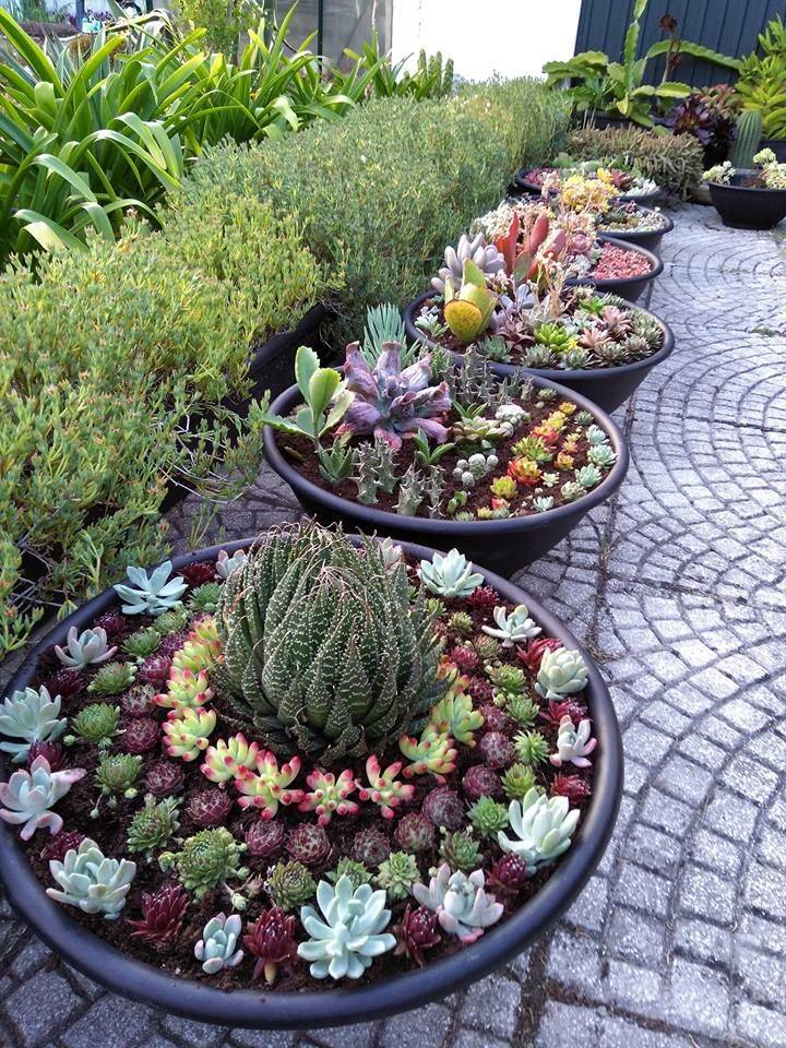 Sharp Cactus Garden Ideas