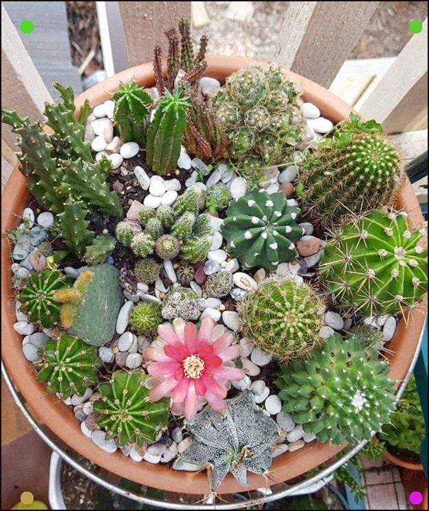 Simple Cactus Garden Ideas