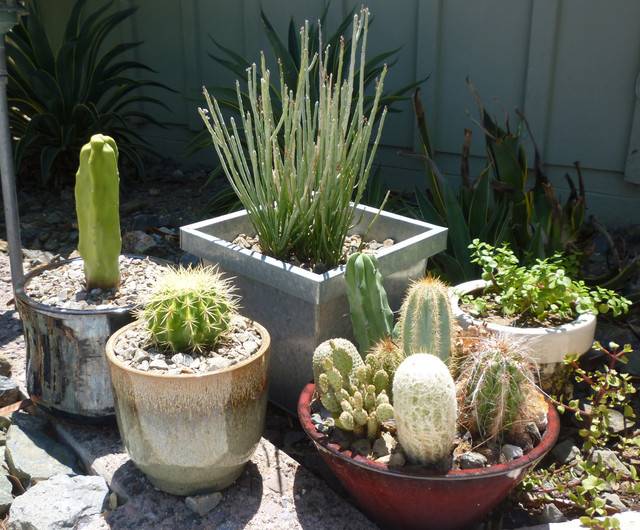Gorgeous Cactus Garden Ideas