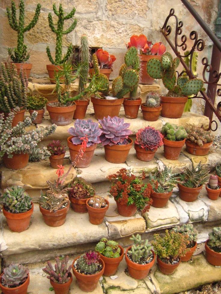 Mini Cactus Gardens