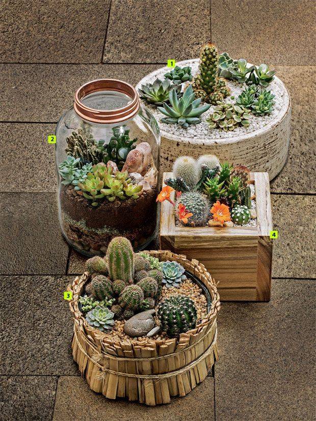 Potted Cactus Garden