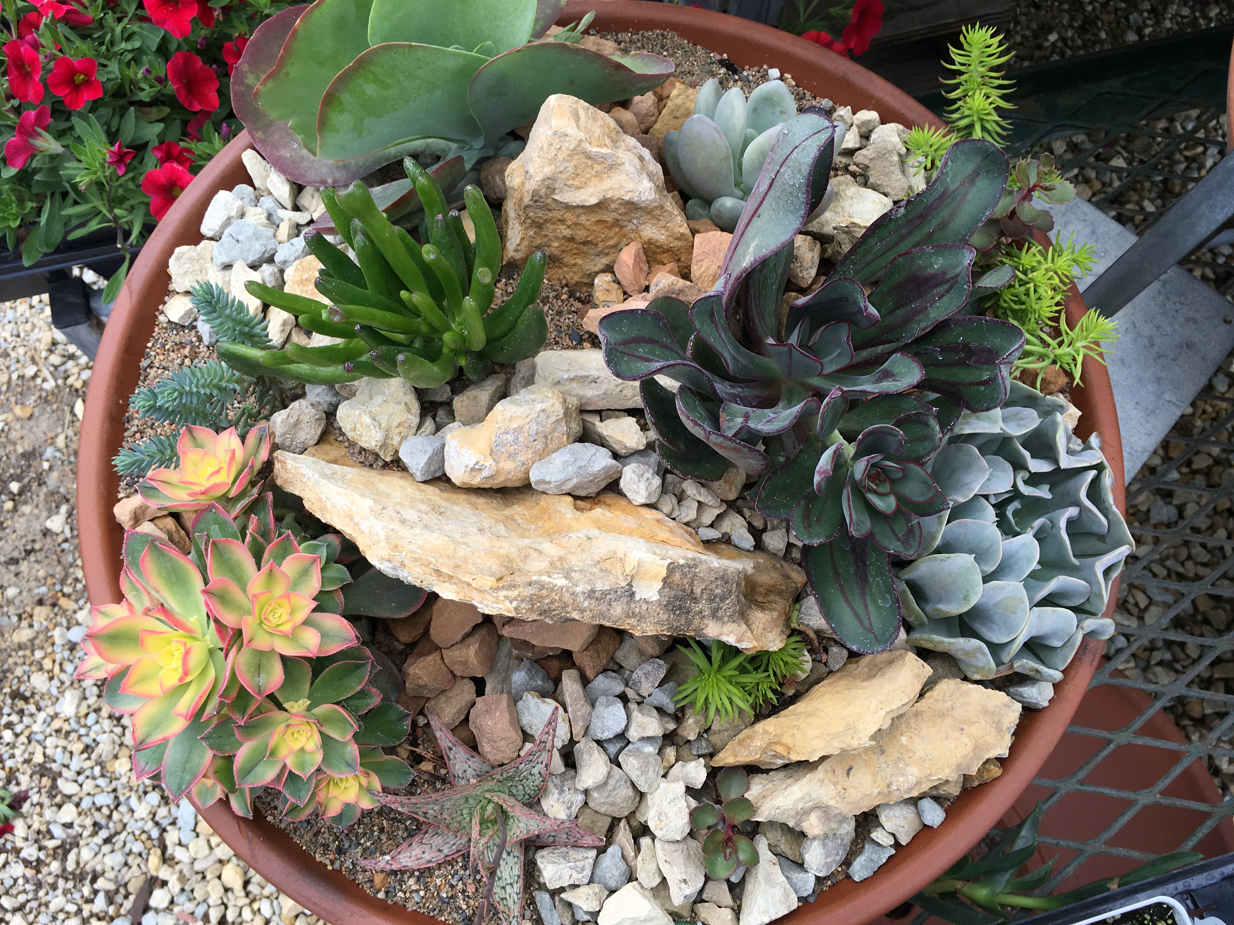Beautiful Mixed Potted Succulent