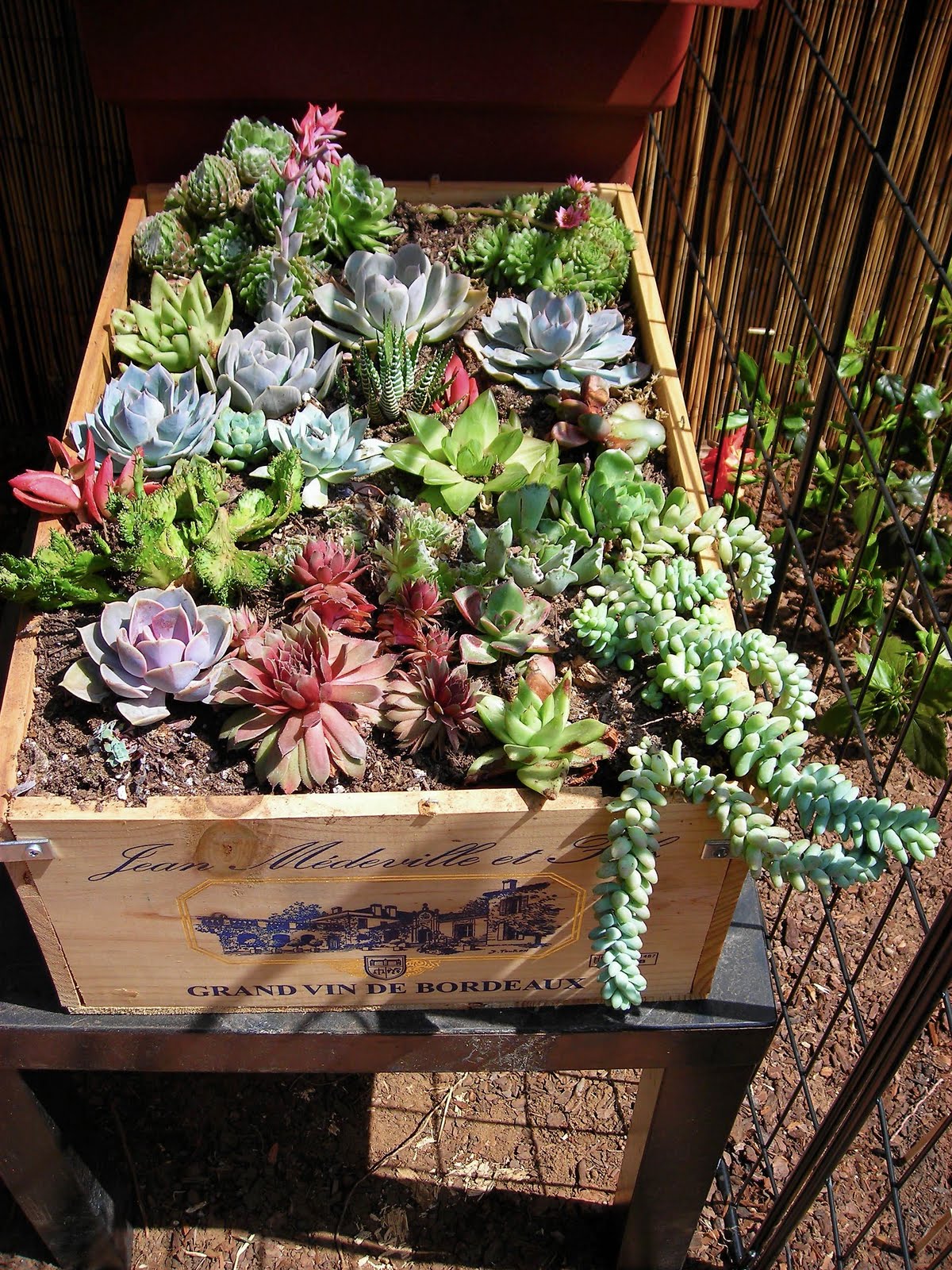 Succulents Using Interesting Containers