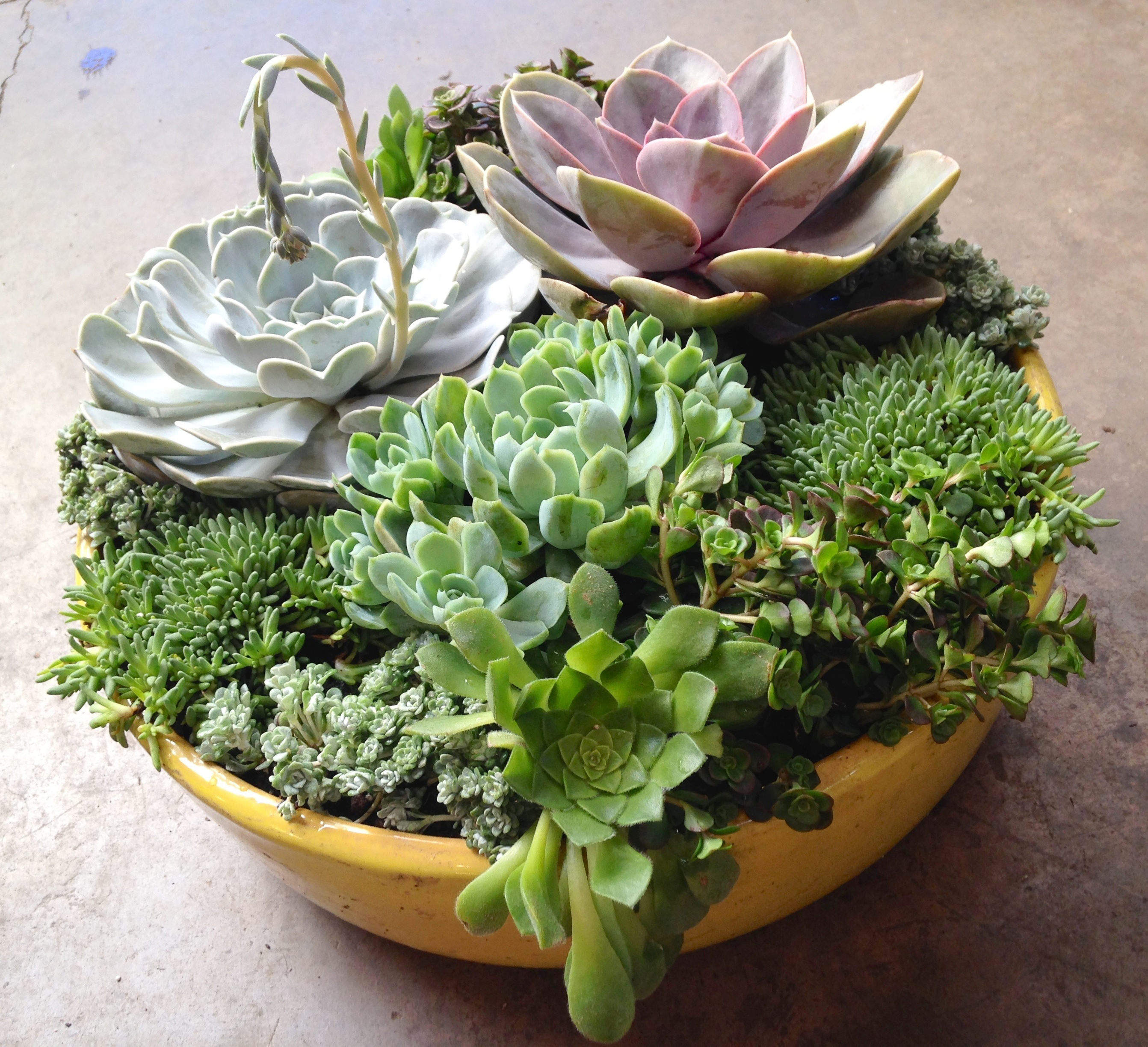 Succulent Container Gardens