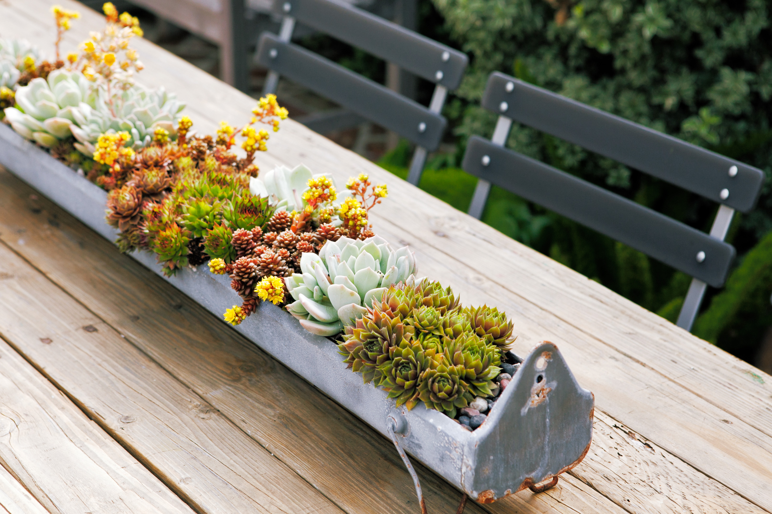 Succulent Container Gardens Succulent Garden Design Succulents