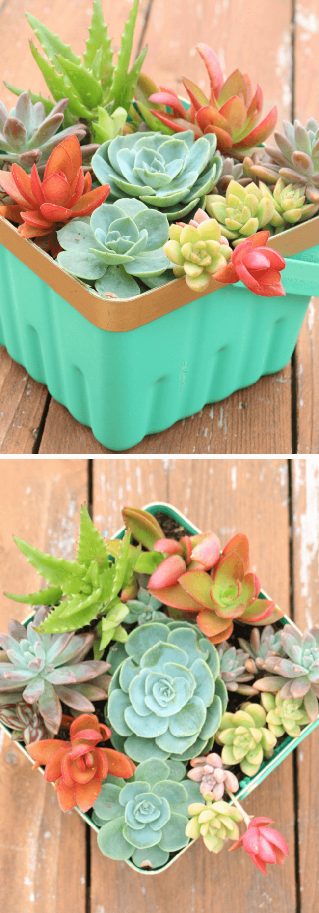 Succulent Container Gardens Succulent Garden Design Succulents