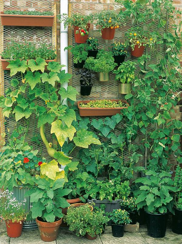 Herb Vegetable Garden Ideas Yard Surfer