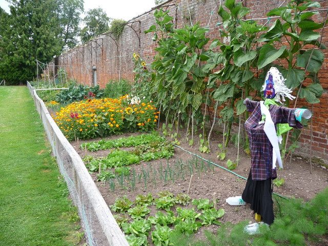 A Creative Designs Freshouzcom Vertical Vegetable