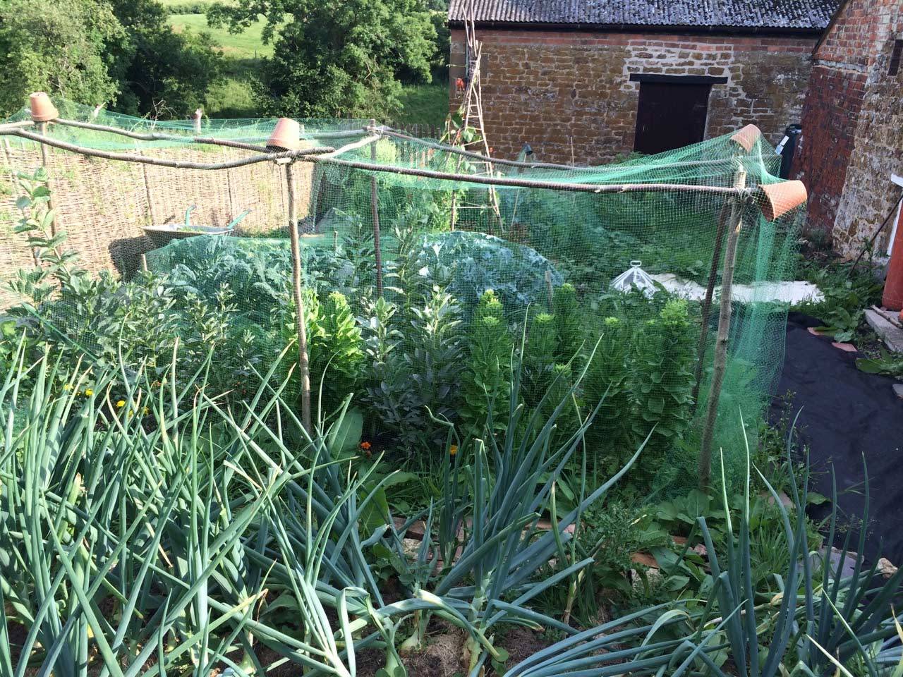 20 Vegetable Garden Netting Ideas To Try This Year SharonSable