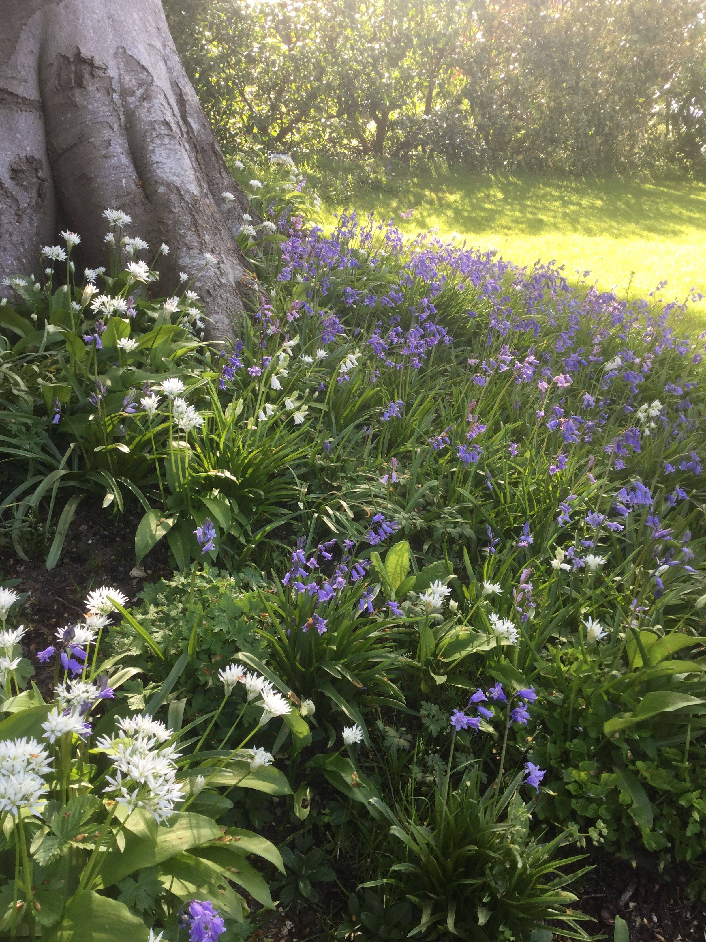 Shade Garden Design Ideas