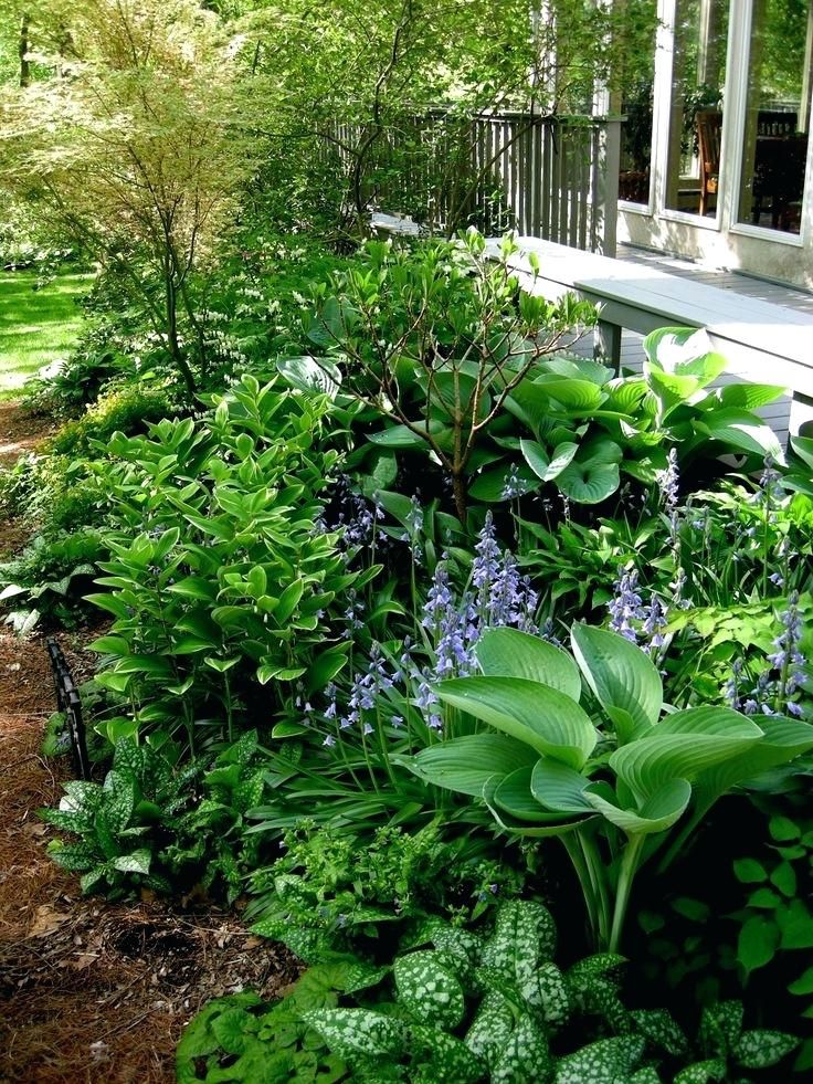 Shady Plants