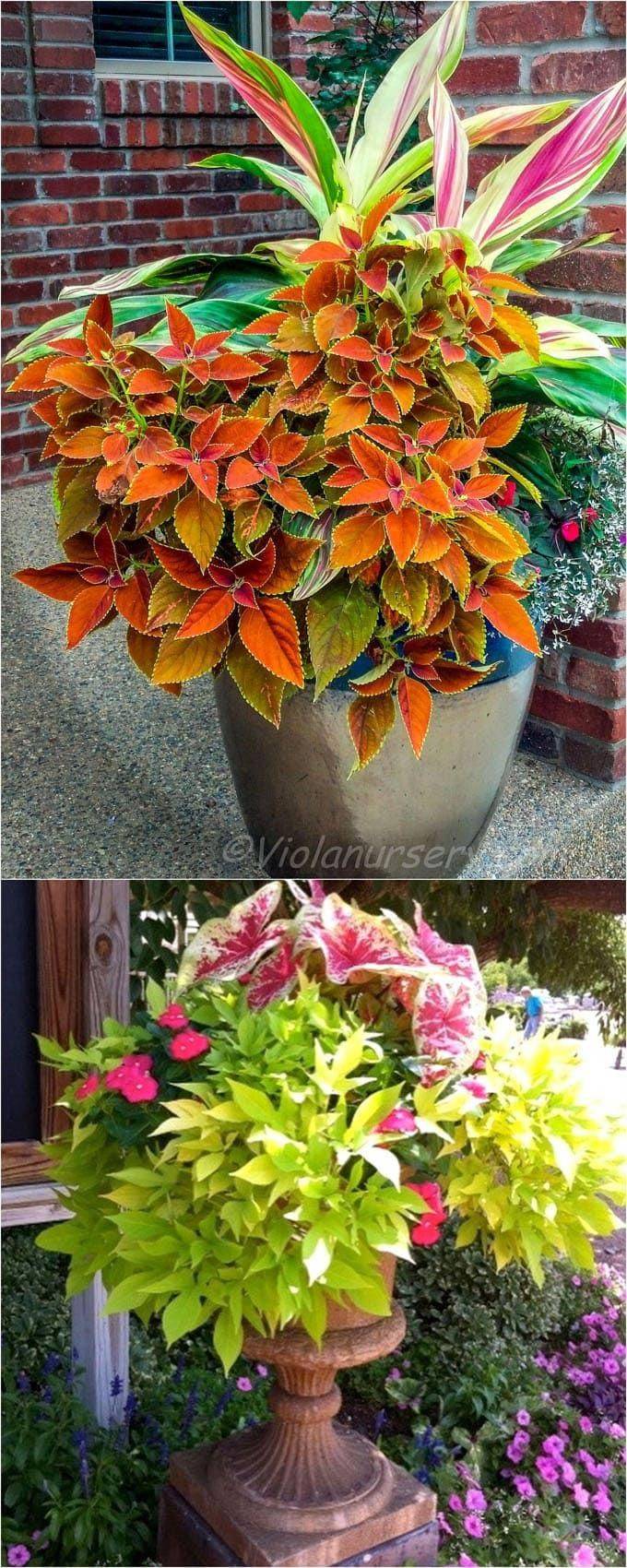Cool Fabulous Summer Container Garden Flowers Ideas Https