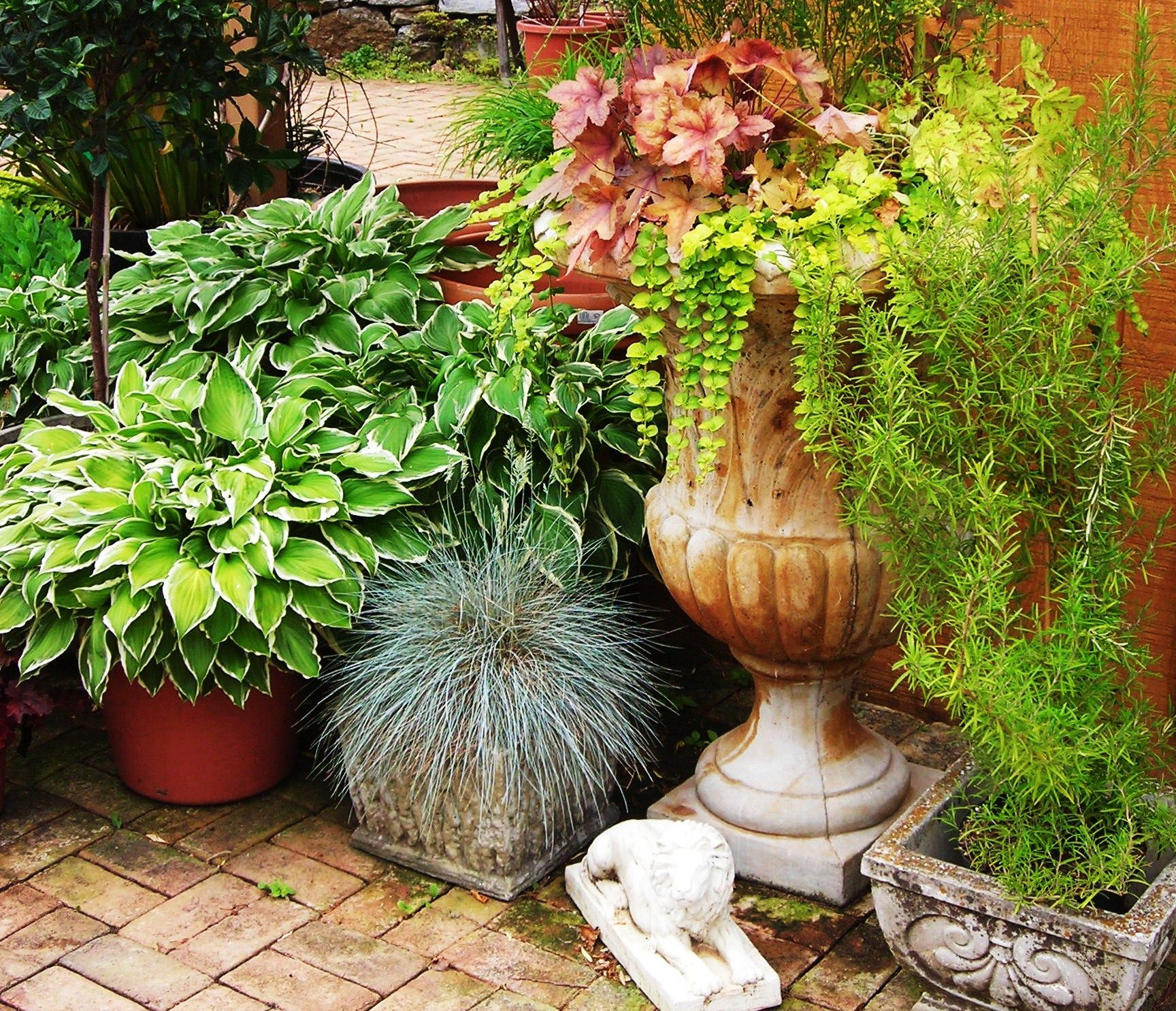 Most Beautiful Container Garden Combination Ideas Youll Love