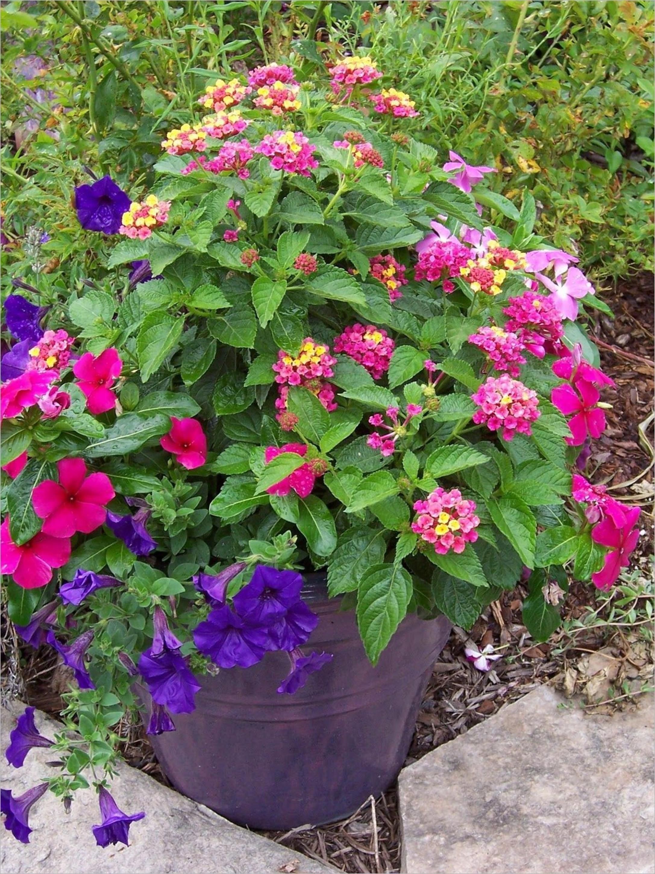 Container Garden Combination Fall Container Gardens