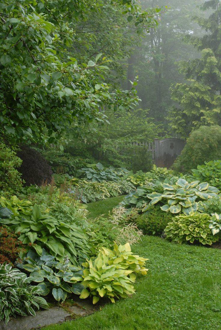 Woodland Garden