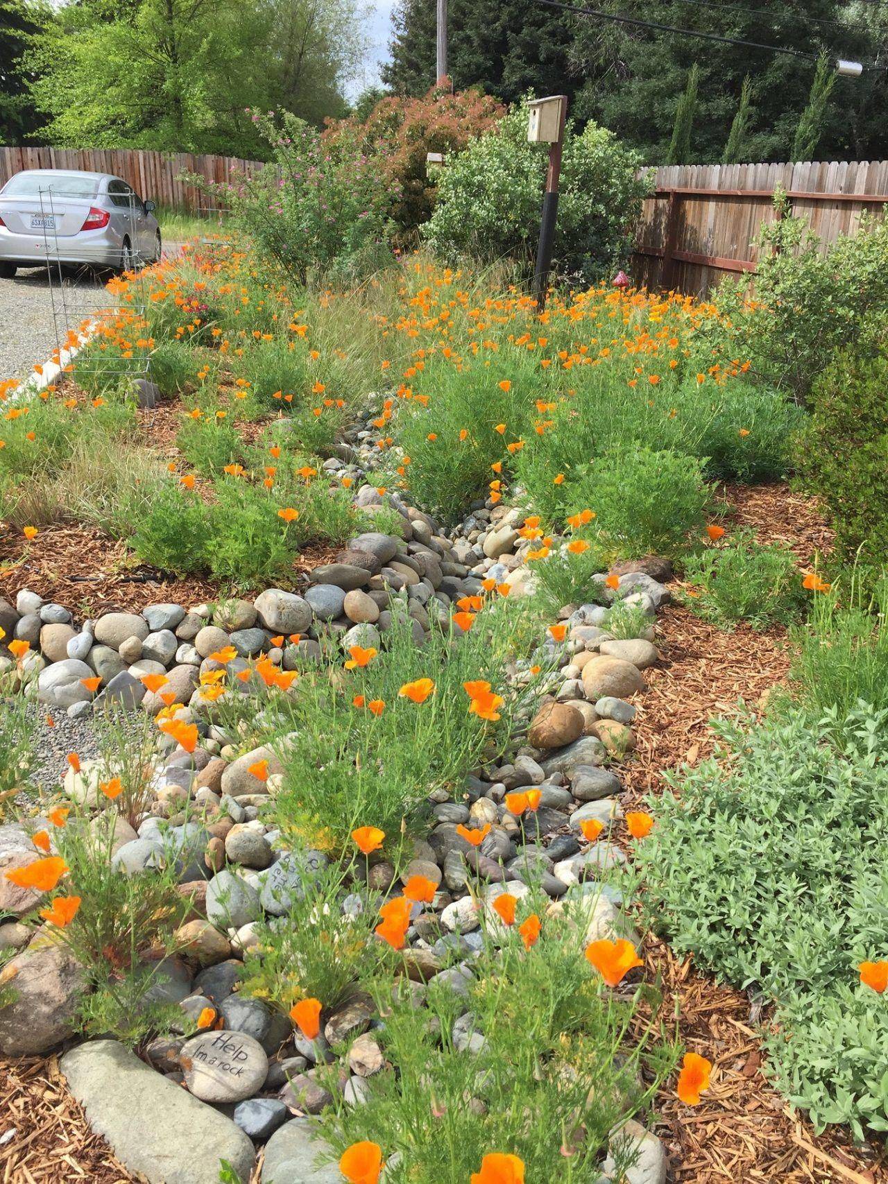 Our Dry Creek Bed