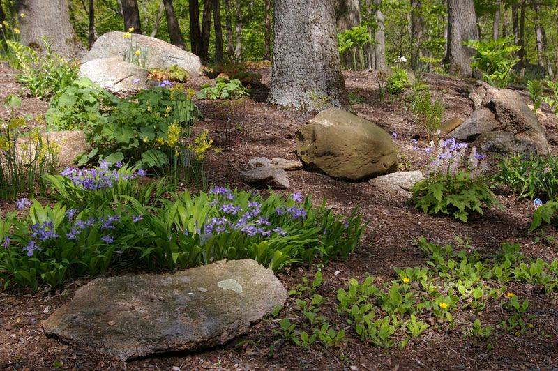 Shade Garden Design