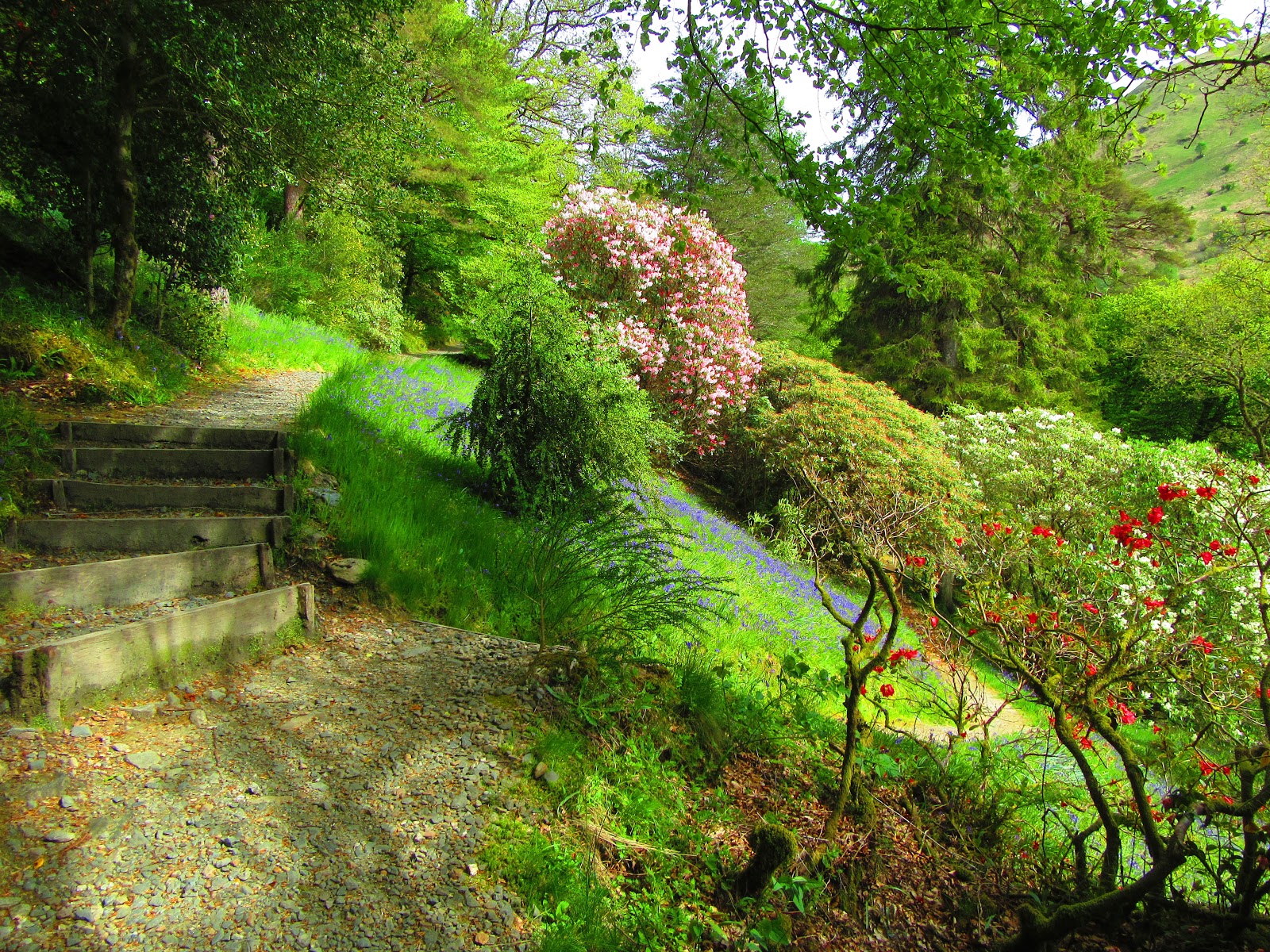 Ardkinglas Woodland Garden National Tree Collections