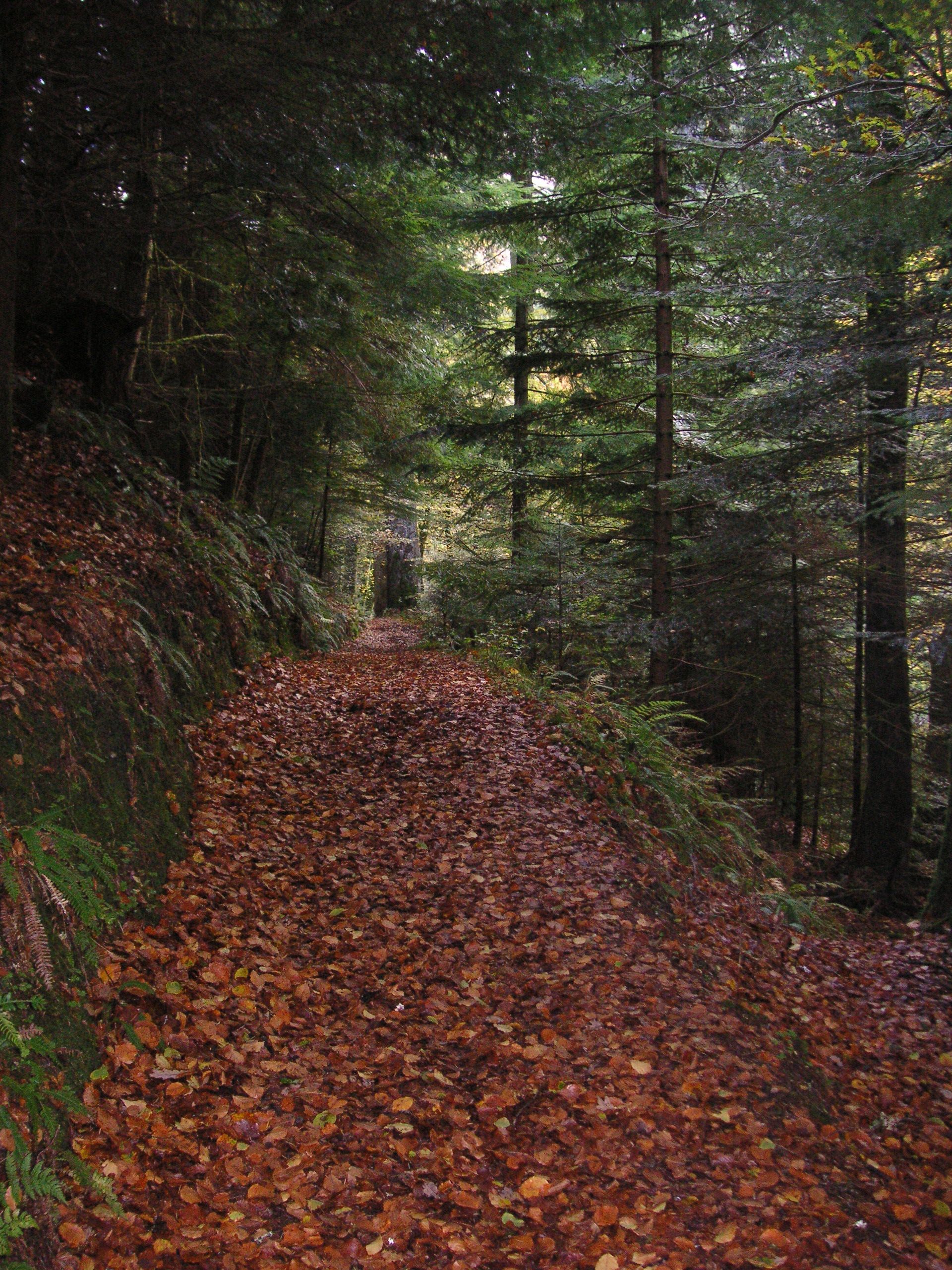 Ardkinglas Woodland Garden Woodland Garden Woodland Garden