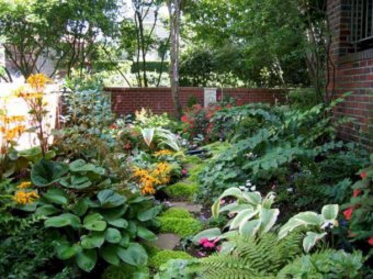 Shade Garden Woodland Plants