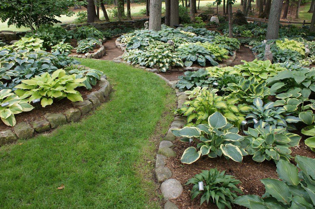 Backyard Hosta Garden Photos