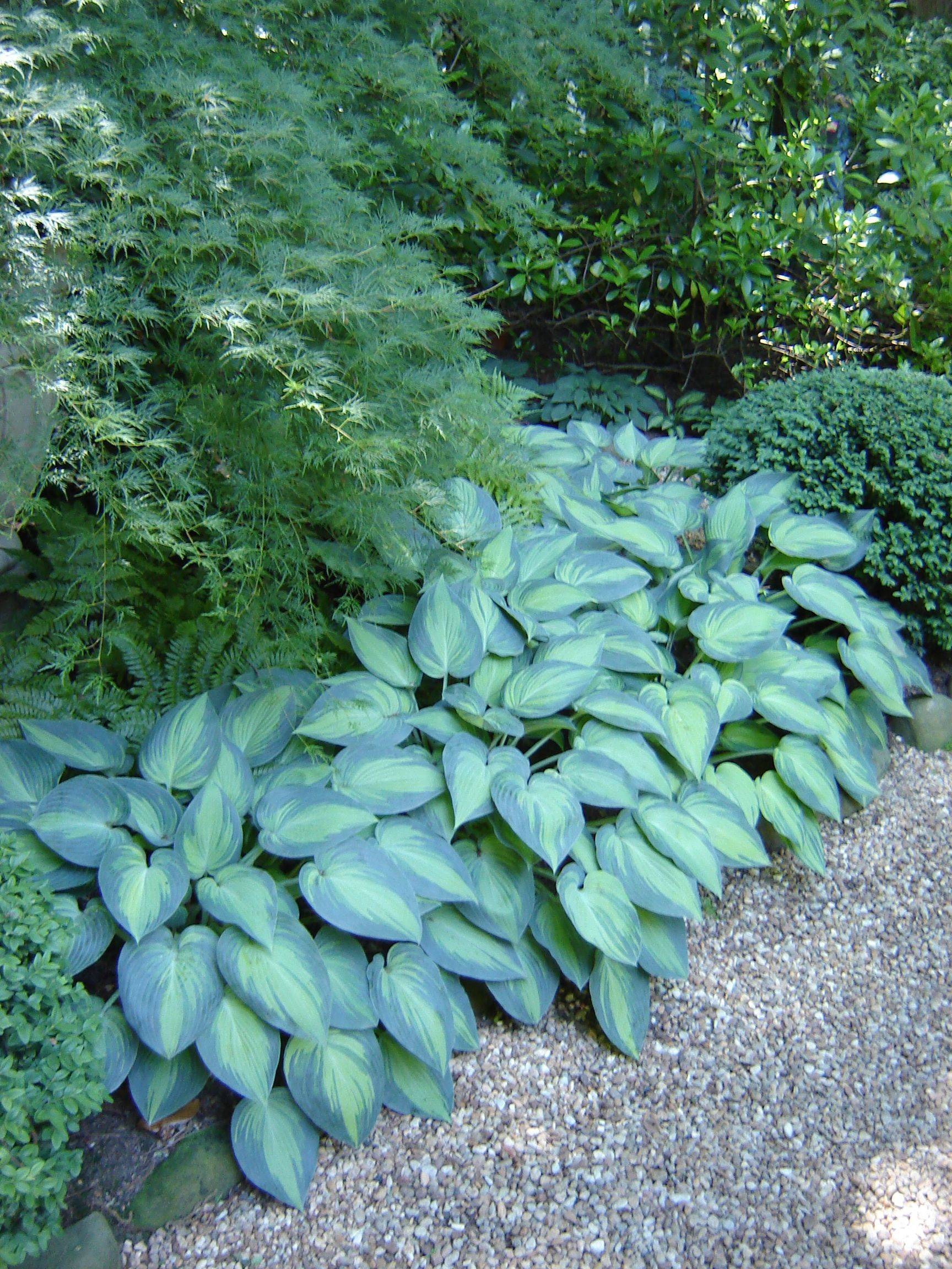 Shade Garden Plants