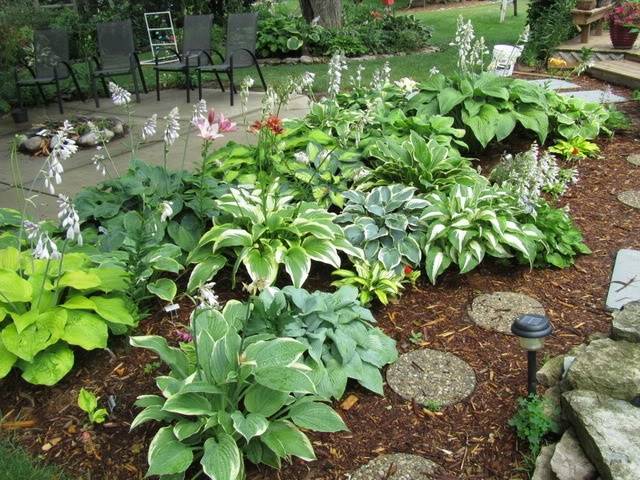 Shade Garden Plants