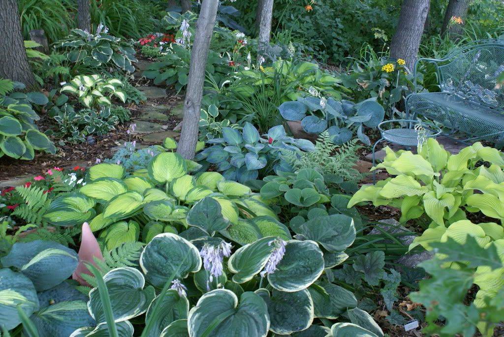 Hosta Garden Hosta Gardens