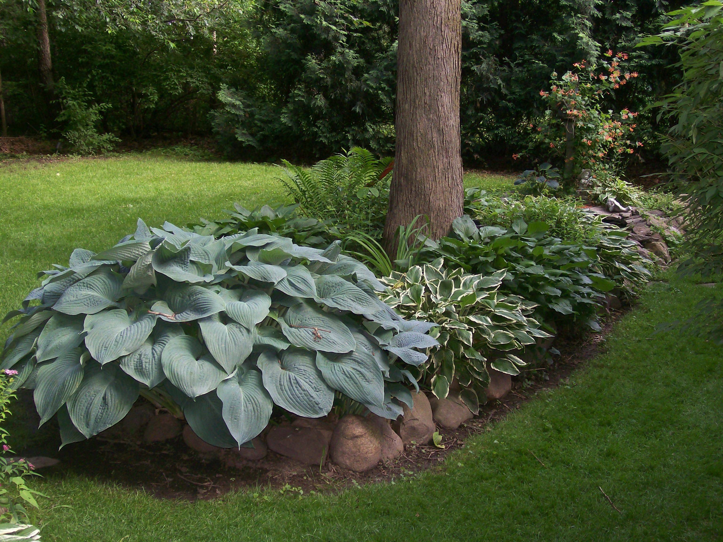 Hosta Garden Ideas Good Examples