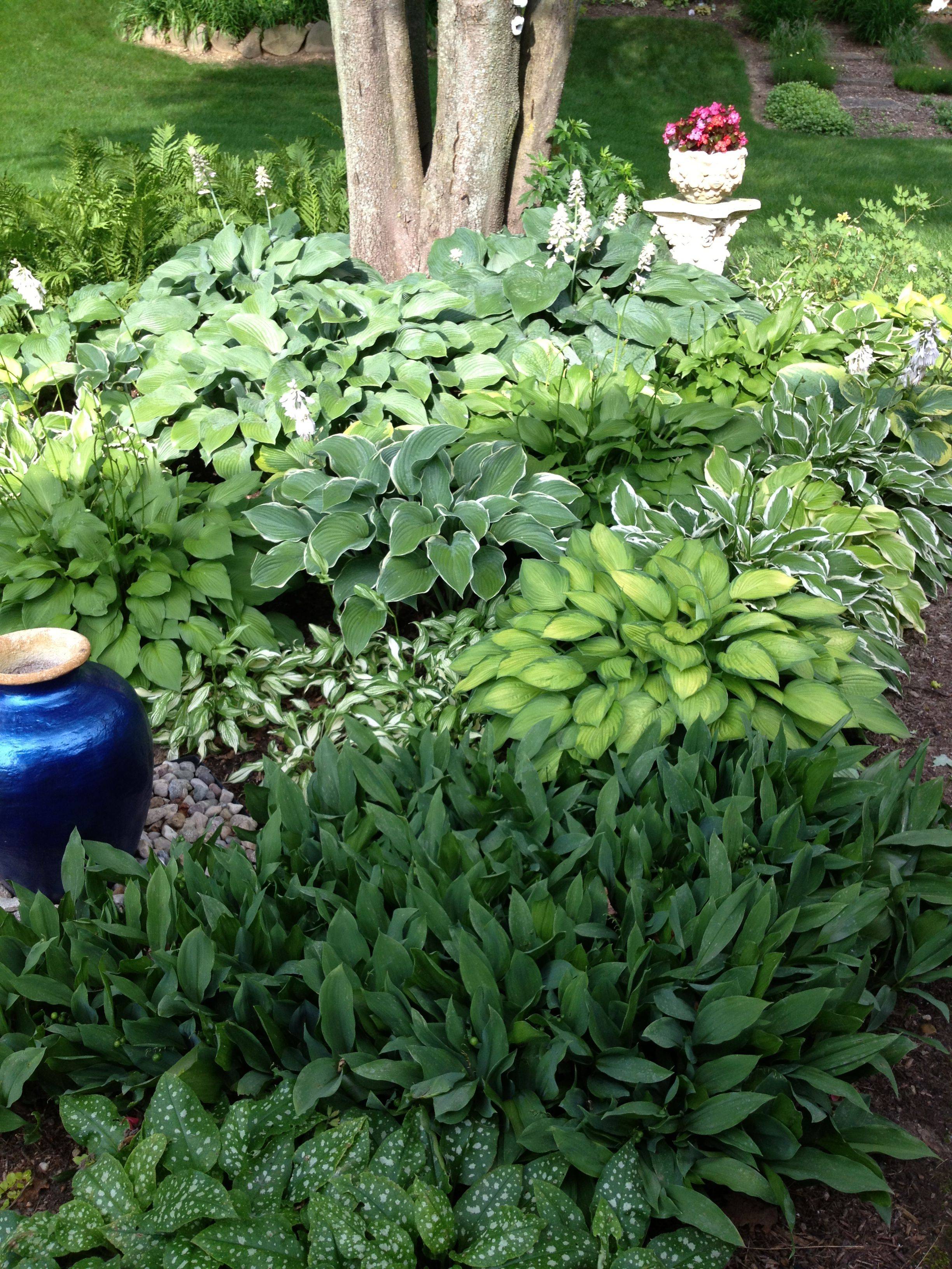 Hosta Patio Small Yard Landscaping