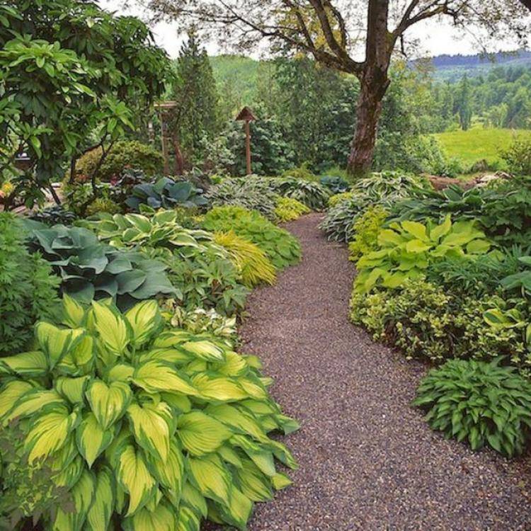 Hosta Shade Garden