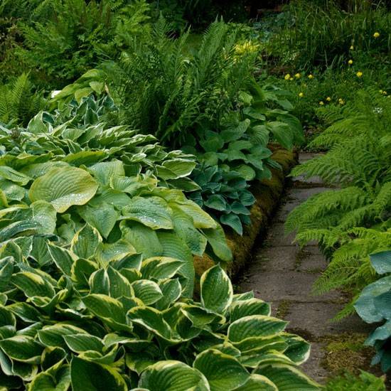 Our Hosta Garden