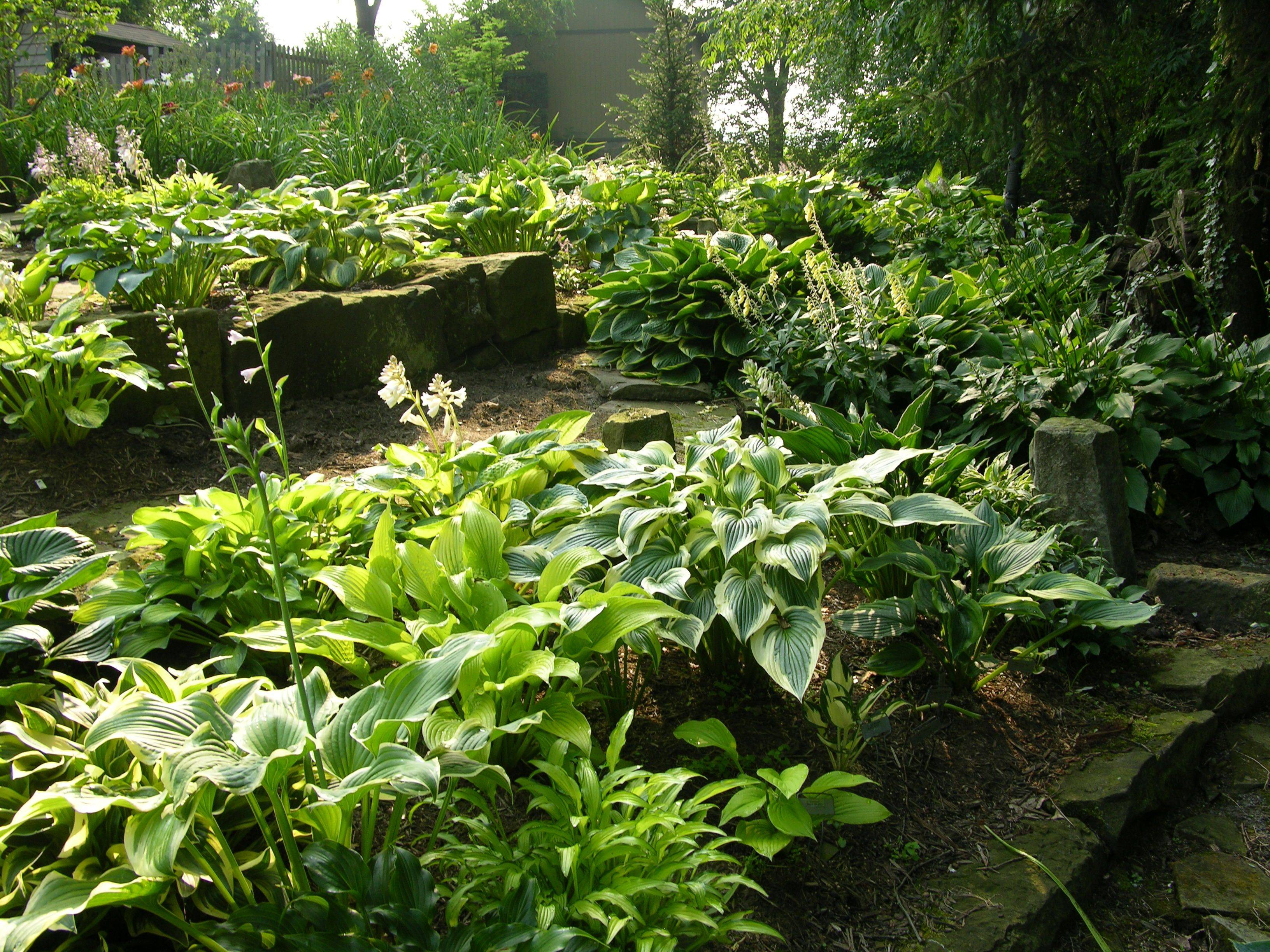 Shade Garden Ideas Hostas Photograph Hosta Path Country