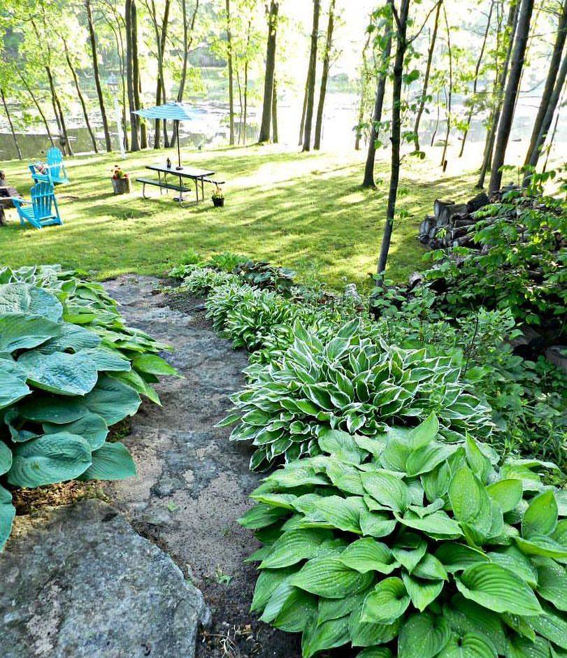 The Hosta Border Outdoorpatios Shade Garden Plants Backyard